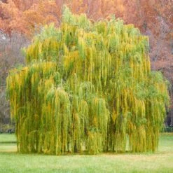 Weeping Willow 11 Weeping Willow -Fast Growing Trees Weeping Willow 11 FGT