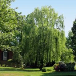 Weeping Willow 10 Weeping Willow -Fast Growing Trees Weeping Willow 2 FGT