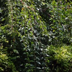 Weeping Yoshino Cherry Tree -Fast Growing Trees Weeping Yoshino Cherry 3