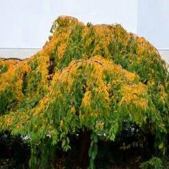 Weeping Yoshino Cherry Tree -Fast Growing Trees Weeping Yoshino Cherry 4