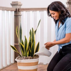 Air-Purifying House Plant Kit 16 Air-Purifying House Plant Kit -Fast Growing Trees Whie Watering Can 2 af5196b4 a77c 4b15 b895 8aae9ad1b861