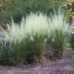 White Cloud Muhly Grass 8 White Cloud Muhly Grass -Fast Growing Trees White Cloud Muhly Grass 4 FGT