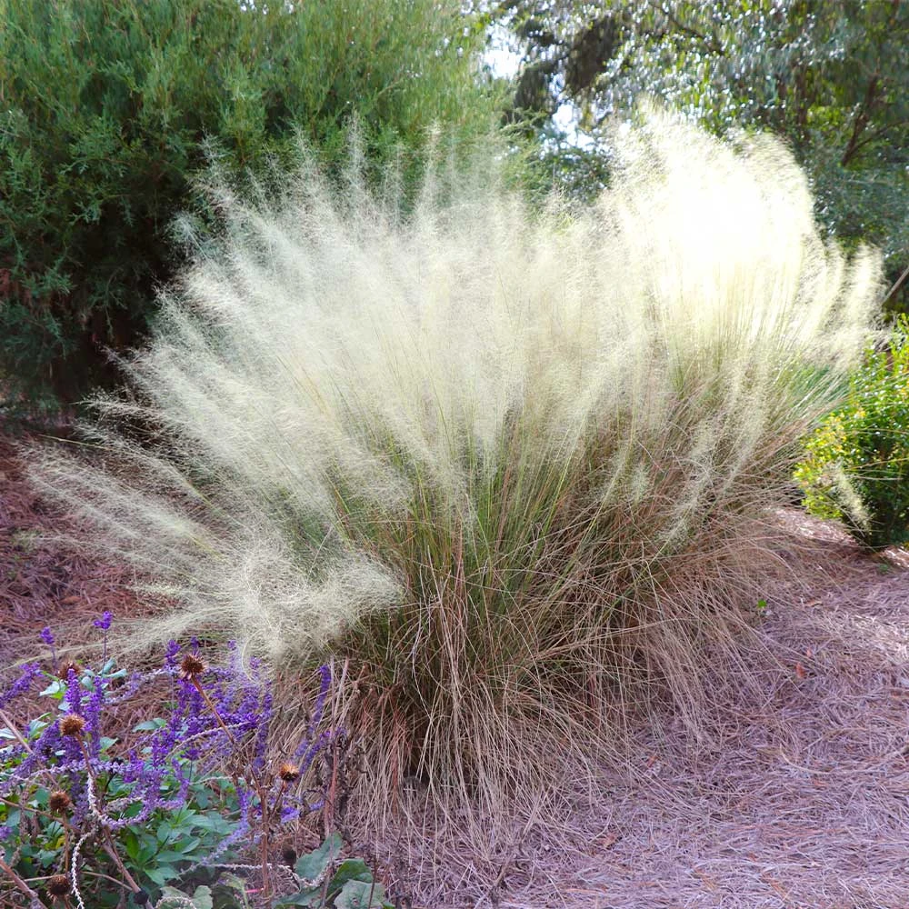 White Cloud Muhly Grass 4 White Cloud Muhly Grass - Image 2