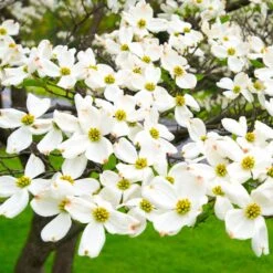 White Dogwood -Fast Growing Trees White Dogwood 19 FGT