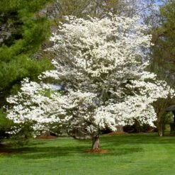 White Dogwood -Fast Growing Trees White Dogwood 7 FGT
