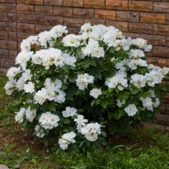 White Knock Out® Rose -Fast Growing Trees White Knockout Rose 4
