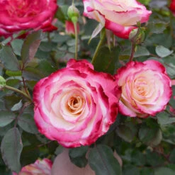 White Lies™ Rose Shrub -Fast Growing Trees White Lies Rose 2
