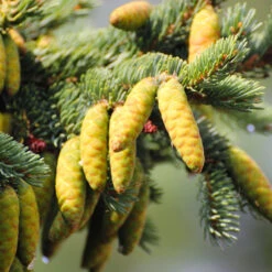 White Spruce Tree -Fast Growing Trees White Spruce Tree 4