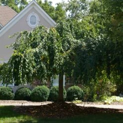 White Weeping Cherry Tree -Fast Growing Trees White Weeping Cherry 1