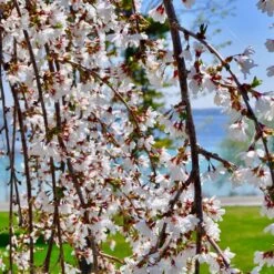White Weeping Cherry Tree -Fast Growing Trees White Weeping Cherry 3 FGT