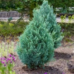 Juniper 'Wichita Blue' Tree 10 Juniper 'Wichita Blue' Tree -Fast Growing Trees Wichita Blue Juniper 4