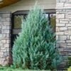 Juniper 'Wichita Blue' Tree -Fast Growing Trees Wichita Blue Juniper FGT 600x600 98f51b0e 0d59 4016 a314 0615788fed70