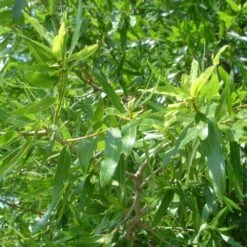 Willow Oak Tree -Fast Growing Trees Willow Oak 3