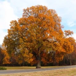 Willow Oak Tree -Fast Growing Trees Willow Oak 4