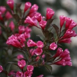 Wine & Roses® Weigela Shrub -Fast Growing Trees Wine and Roses Weigela 3 FGT