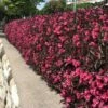 Wine & Roses® Weigela Shrub -Fast Growing Trees Wine and Roses Weigela FGT 600x600 d74ae86a 2173 4bf4 b1f2 152c59933f3d