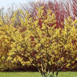 Common Witch Hazel Shrub 10 Common Witch Hazel Shrub -Fast Growing Trees Witch Hazel 6