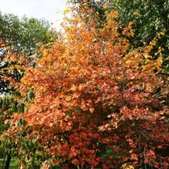 Common Witch Hazel Shrub 12 Common Witch Hazel Shrub -Fast Growing Trees Witch Hazel 7