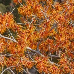 Jelena Witch Hazel Shrub 12 Jelena Witch Hazel Shrub -Fast Growing Trees Witch Hazel Jelena 1