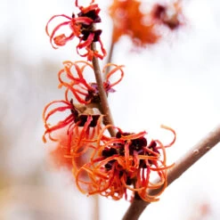 Jelena Witch Hazel Shrub 11 Jelena Witch Hazel Shrub -Fast Growing Trees Witch Hazel Jelena 2