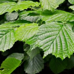 Jelena Witch Hazel Shrub 13 Jelena Witch Hazel Shrub -Fast Growing Trees Witch Hazel Jelena 4