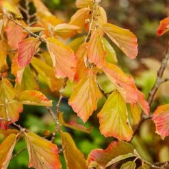 Jelena Witch Hazel Shrub 14 Jelena Witch Hazel Shrub -Fast Growing Trees Witch Hazel Jelena 5