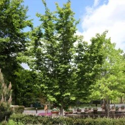 Jelena Witch Hazel Shrub 15 Jelena Witch Hazel Shrub -Fast Growing Trees Witch Hazel Jelena 6