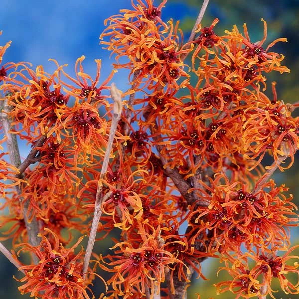 Jelena Witch Hazel Shrub 3 Jelena Witch Hazel Shrub