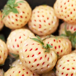 Pineberry -Fast Growing Trees Wonderful Pineberry 4