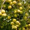 Golden Delicious Apple Tree 1 Golden Delicious Apple Tree -Fast Growing Trees Yellow Delicious Apples 600x600 485fb1ff 342f 4f7f 8bfa 656de79e199b