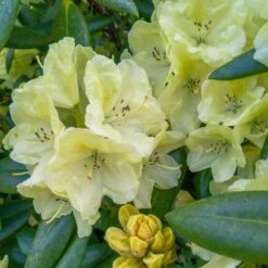 Yellow Rhododendron -Fast Growing Trees Yellow Rhododendron 2 FGT