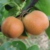 Yoinashi Asian Pear Tree -Fast Growing Trees Yoinashi Asian Pear 350