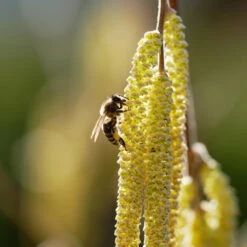 York Filbert Hazelnut -Fast Growing Trees York Hazelnut 2