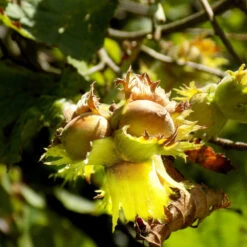 York Filbert Hazelnut -Fast Growing Trees York Hazelnut 3