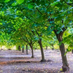 York Filbert Hazelnut -Fast Growing Trees York Hazelnut 4