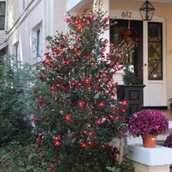 Yuletide Camellia -Fast Growing Trees Yuletide Camellia 4 BB