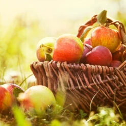 Zestar Apple Tree -Fast Growing Trees Zestar Apple 2