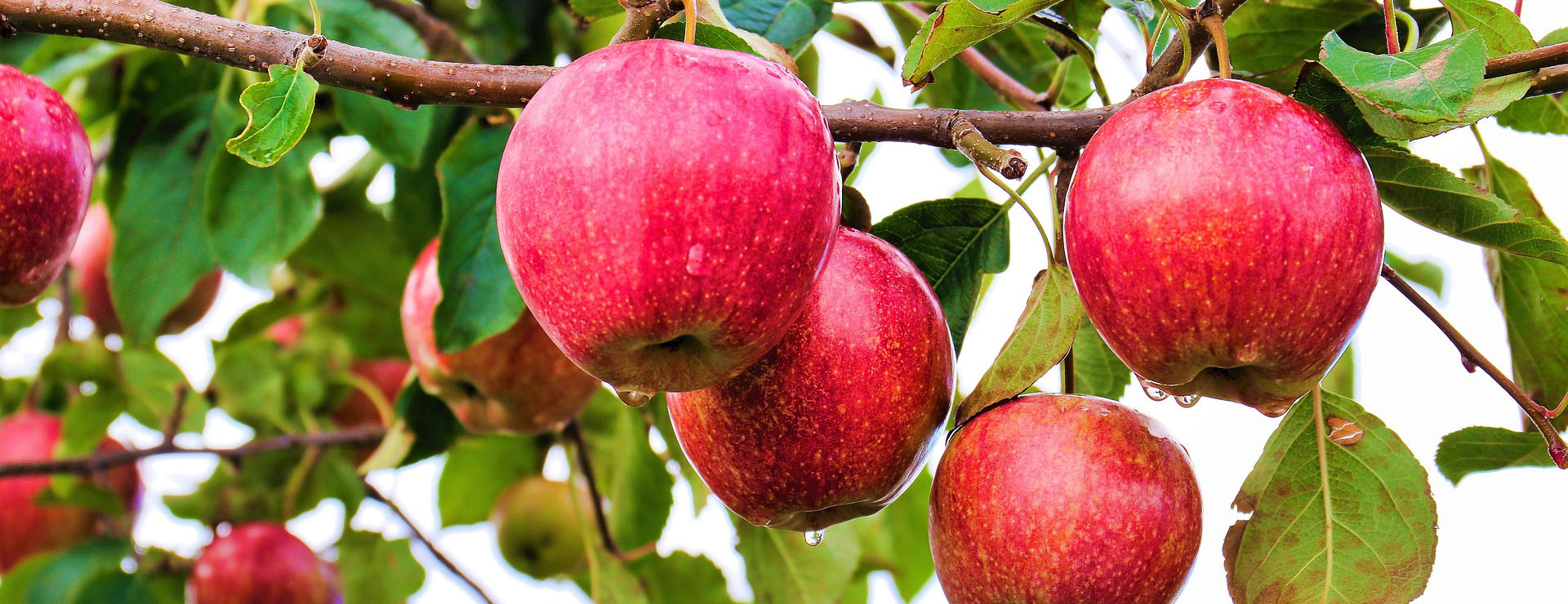 Fast Growing Trees 2 Fast Growing Trees -Fast Growing Trees apples 7107458 1920