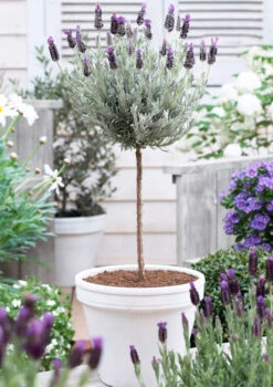 Lavender Standard Topiary Tree 12 Lavender Standard Topiary Tree -Fast Growing Trees lavender topiary 600
