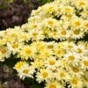 Amazing Daisies® ‘Banana Cream II’ Shasta Daisy 1 Amazing Daisies® ‘Banana Cream II’ Shasta Daisy -Fast Growing Trees leucanthemum amazing daisies banana cream 600x600 531c4232 61e9 4bcb 9c95 8a26da3c59e2