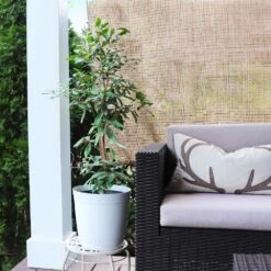 Miracle Berry Plant -Fast Growing Trees mIRACLE bERRY 4 FGT