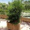 Miracle Berry Plant 2 Miracle Berry Plant -Fast Growing Trees mIRACLE bERRY FGT