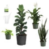 New Apartment House Plant Kit -Fast Growing Trees new apartment 600x600 69fe138b a539 4040 9046 311493f7657f
