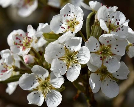Olympic Giant Asian Pear Tree 6 Olympic Giant Asian Pear Tree - Image 4