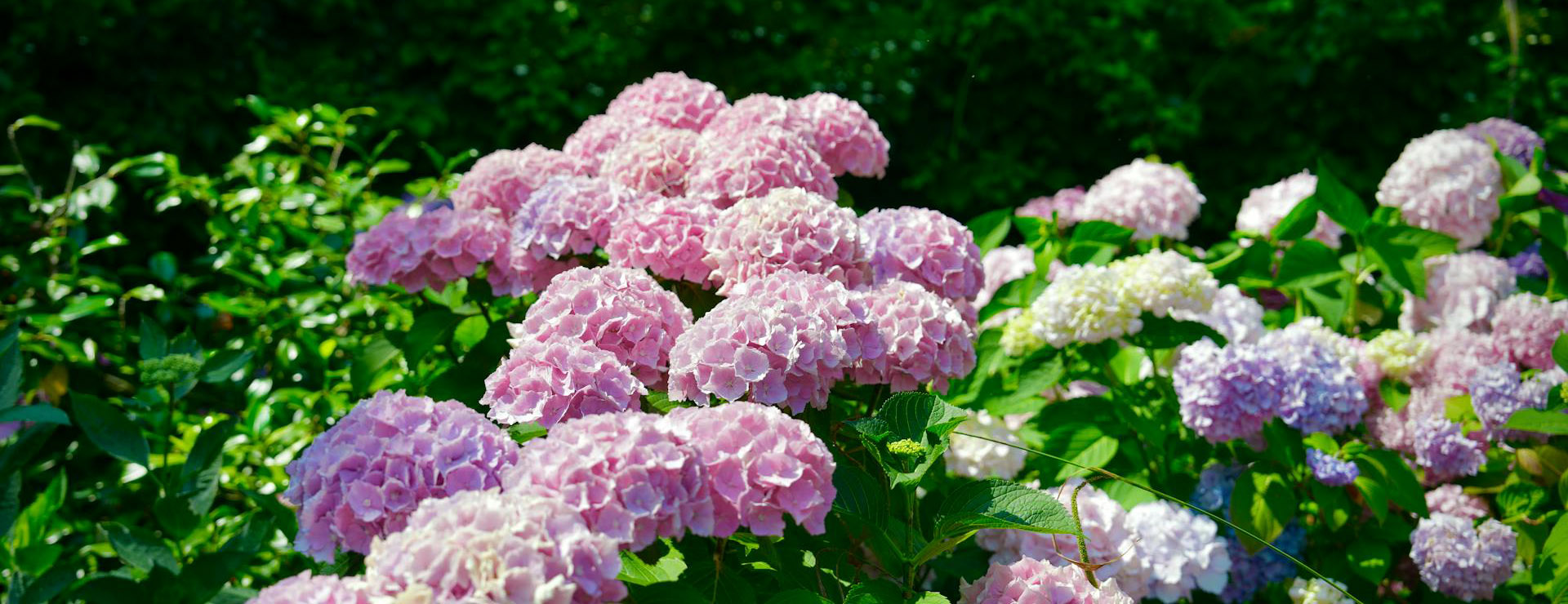 Fast Growing Trees 4 Fast Growing Trees -Fast Growing Trees pexels john wu 820554380 32881819