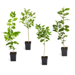Fast Growing Trees 22 Citrus Tree Variety Kit