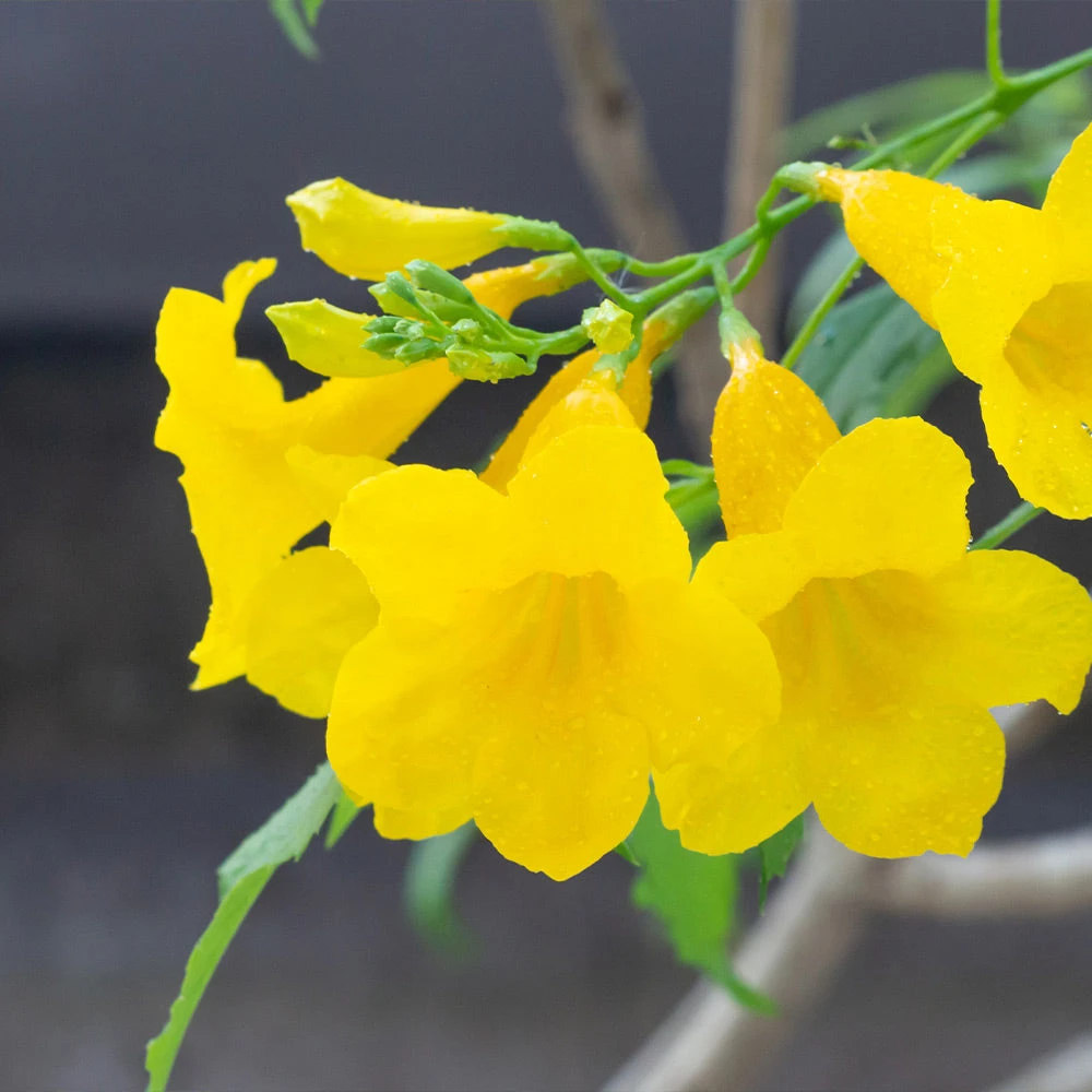 Sundance Tecoma 5 Sundance Tecoma - Image 3