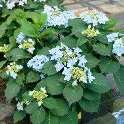 Tuff Stuff Ah-Ha® Hydrangea Shrub -Fast Growing Trees tuff stuff ah ha hydrangea 4