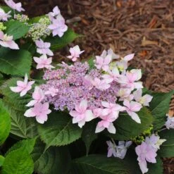 Tuff Stuff Ah-Ha® Hydrangea Shrub -Fast Growing Trees tuff stuff ah ha hydrangea 8