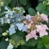 Tuff Stuff Ah-Ha® Hydrangea Shrub -Fast Growing Trees tuff stuff ah ha hydrangea FGT 600x600 390b118f f30b 4b65 9713 c5642e03702f